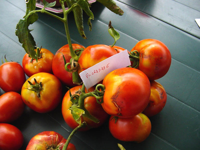 Les Tomates Rouges de Roland Robin.